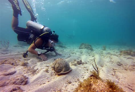 Diving With A Queen Conch Divedoggie Llc