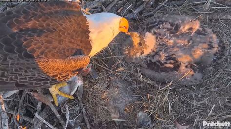 Swfl Eagles F Tops Off E S Crop M Delivers Fish