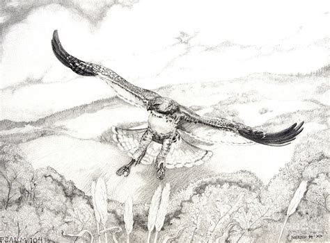 Red Tailed Hawk Drawing at PaintingValley.com | Explore collection of ...