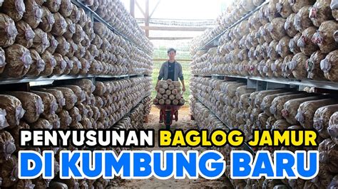 CARA MENYUSUN BAGLOG PADA RAK KUMBUNG JAMUR YouTube