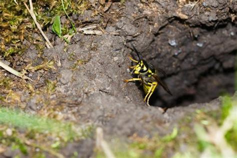 Hornet Nest In Ground Removal