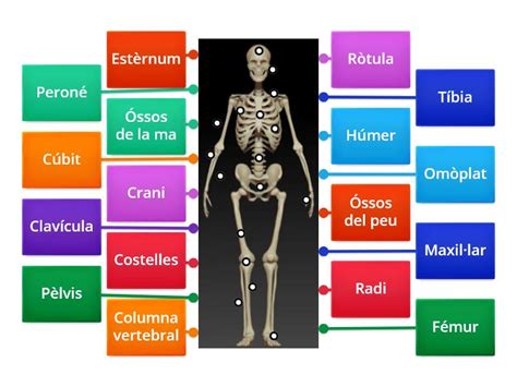 Ossos del cos humà 3r de Primària Diagrama amb etiquetes