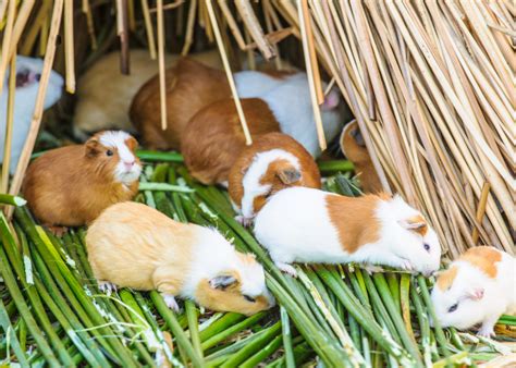 หนูแกสบี้ กับ หนูตะเภา 10 เรื่องน่ารู้ ทำไมใช้ชื่อต่างกันนะ