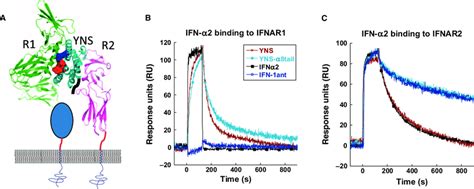 Characterization Of The Binding Of Wild Type Ifn A And Its Variants To