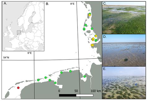 Frontiers | Restored intertidal eelgrass (Z. marina) supports benthic