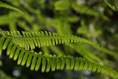 1139504 Nature Macro Branch Green Ferns Tree Leaf Flower Plant