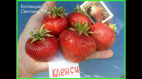 КЛЕНСИ . Красивый и вкусный сорт клубники. - YouTube