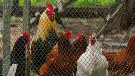 Madariaga La Multaron Por El Cacareo De Un Gallo Y Enfrenta Un Intenso