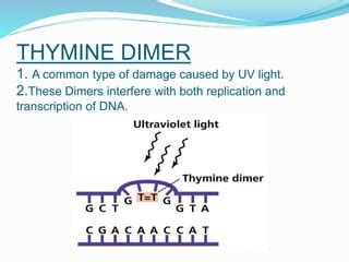 Dna Repair Of Thymine Dimer Ppt