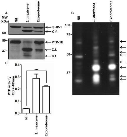 B10R Macrophages Were Untreated Nil Infected With L Mexicana