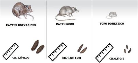 Armonioso Cartello Pittore La Cacca Di Topolino Grondaia Bestia Seno