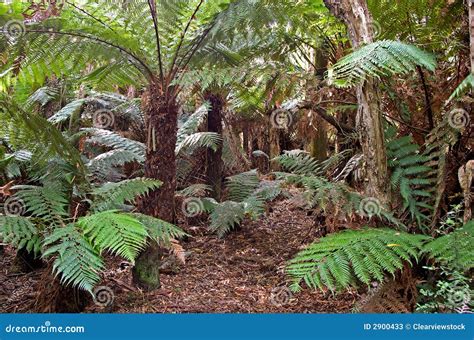 Rainforest With Ferns. Stock Image | CartoonDealer.com #208801399