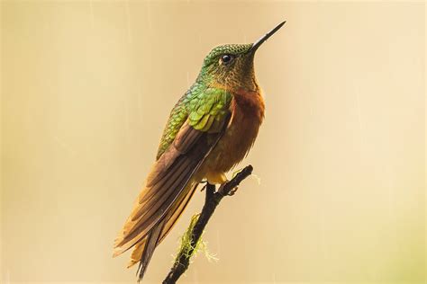 Hummingbirds