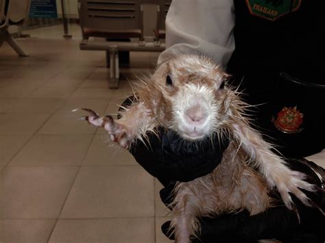 Bangkok Airport Busts Passenger Smuggling Two Otters & A Prairie Dog In ...