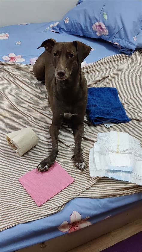 Female Dogs Get Periods