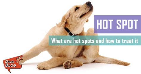 How To Treat Dog Hot Spots | Pet Hero