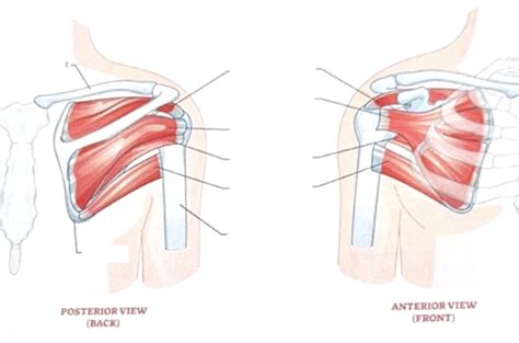 Anatomy Rotator Cuff Diagram Quizlet