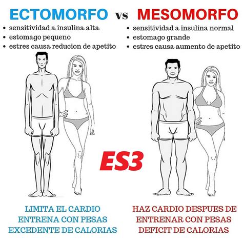 Ectomorfo Vs Mesomorfo Cambiatufisico Blog Hot Sex Picture