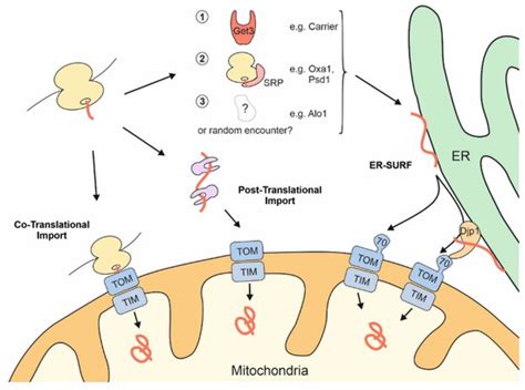 Endoplasmic Reticulums Applications In Mitochondrial Proteins Encyclopedia Mdpi