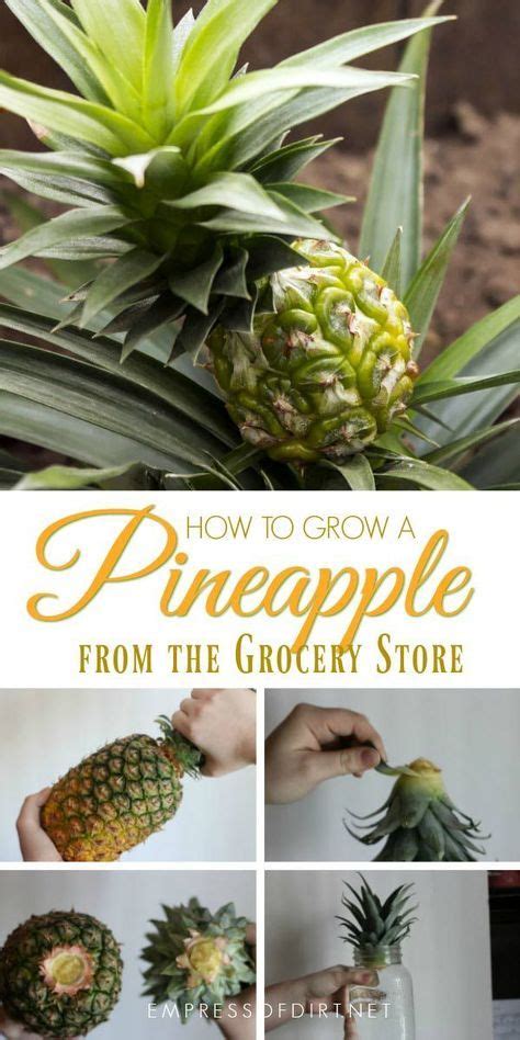 Grow Pineapple Plant Artofit