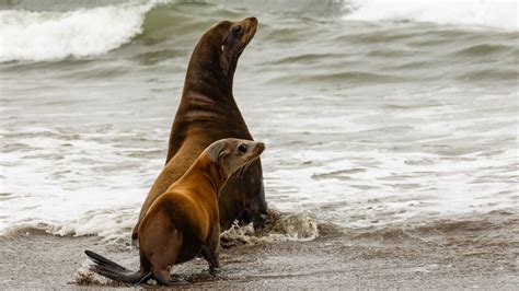 A Visit To The World S Largest Marine Mammal Hospital Npr