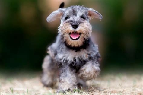 Todo sobre el perro Schnauzer Miniatura Precios tipos carácter