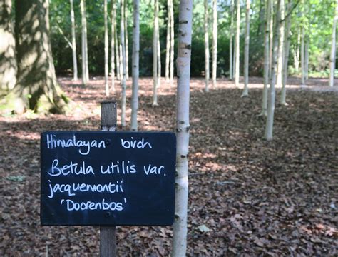 Himalayan Birch Betula Utilis Jacquemontii Doorenbos Flickr