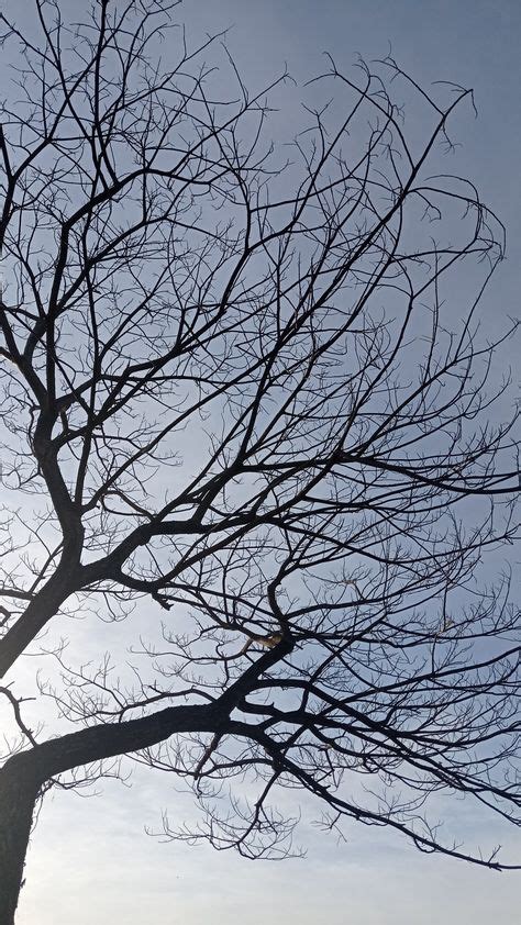 Gambar Ranting Pohon