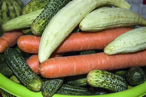 Pictures Of Vegetables For Pickling Pictures Of Gherkin Pepper Melon