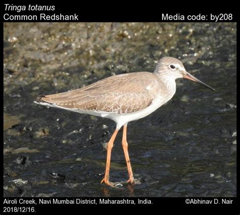 Tringa totanus (Linnaeus, 1758) - Common Redshank | Birds