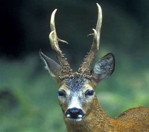 Reh Capreolus Capreolus Roe Deer Vogelstimmen Tierstimmen