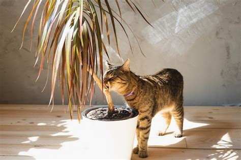 El Gato Olfatea Y Mordisquea La Planta De La Casa Dracaena En El