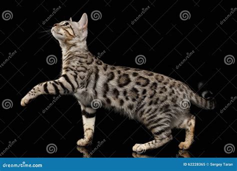 Walking Bengal Kitty At Profile View And Raising Paw On Black Stock