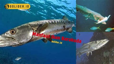 Temukan 10 Manfaat Ikan Barakuda yang Jarang Diketahui - Solider