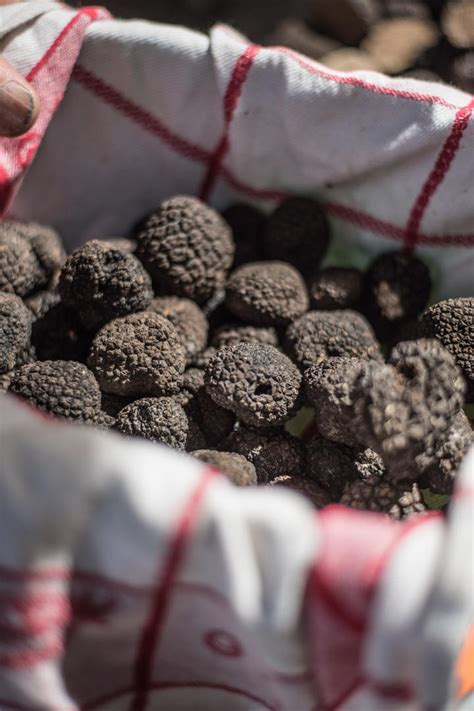 Marché aux Truffes Sarlat la Canéda mercredi 20 décembre 2023 Unidivers