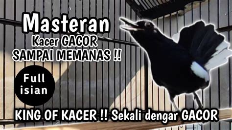 KING OF KACER MASTERAN KACER GACOR BIKIN LAWAN MEMANAS Masteran