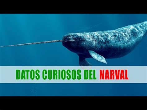 Narval Unicornio Marino Monodon Monoceros Datos Curiosos De