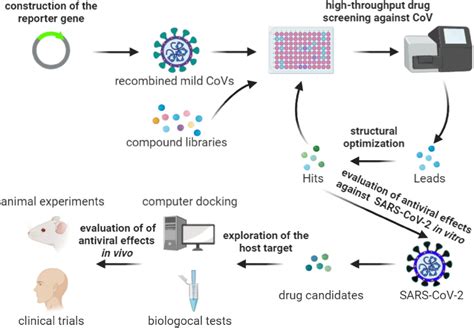 A High Throughput Drug Screening Strategy Against Coronaviruses