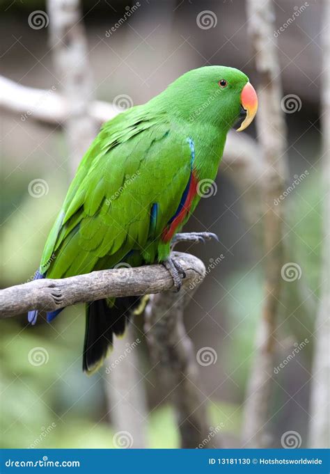 Uccello Verde Maschio Del Pappagallo Del Pappagallo Di Eclectus