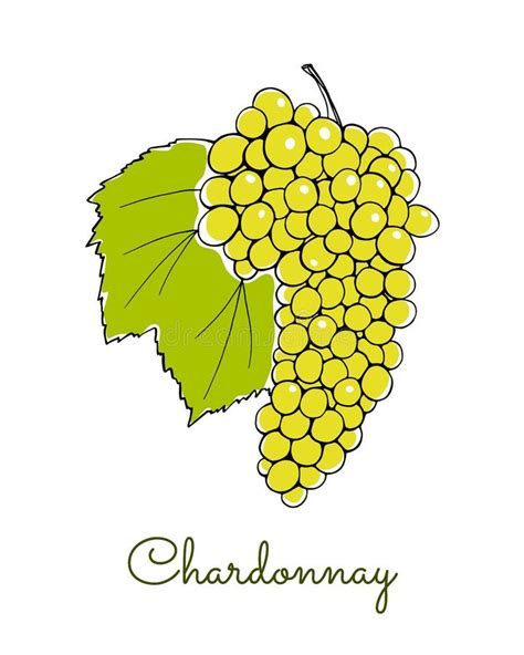 Ejemplo De Las Uvas De Vino Ilustraci N Del Vector Ilustraci N De