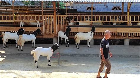 PENGIRIMAN KAMBING ETAWA KE MALANG SURABAYA YouTube