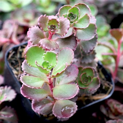 Sedum Spurium Dragons Blood Mountain Crest Gardens