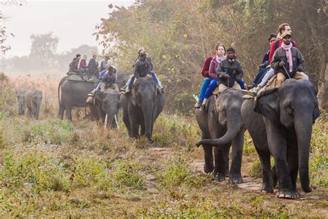 Upto Off Kaziranga Tour Packages Book Kaziranga Packages Now