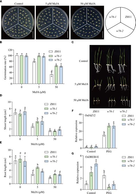 Frontiers Oswrky Positively Regulates Drought Stress Via Osbhlh