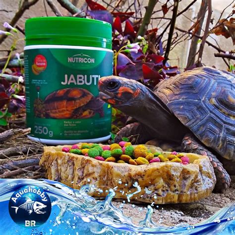 O Que Dar Para Jabuti Comer - Ração para Jabuti 315g - Nutricon Alimento Completo para seu Pet ...