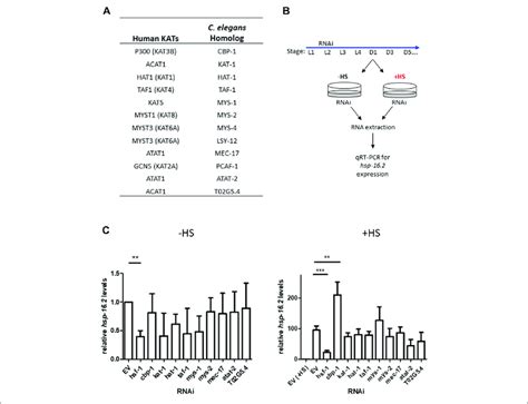 Targeted Rnai Screen For Lysine Acetyltransferase Modulators Of The