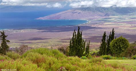 Ali'i Kula Lavender Farm: The Experience - Maui Guide