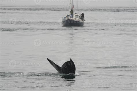 Humpback whale in Alaska 20338868 Stock Photo at Vecteezy