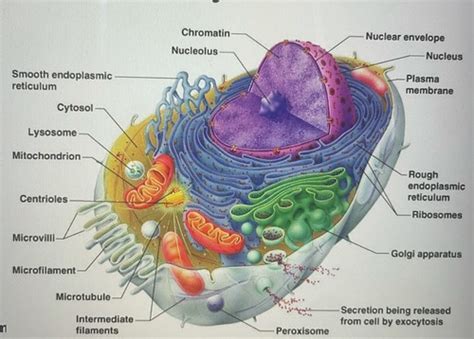 Anatomy Chapter 3 Cells And Tissues Flashcards Quizlet