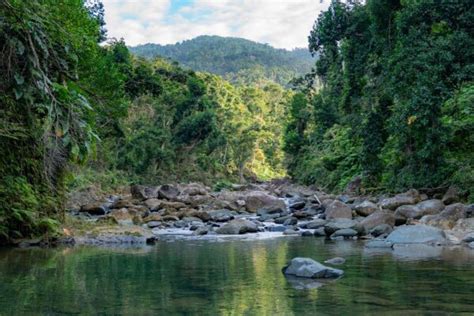 El Yunque National Rainforest Half Day Tour From El Conquistador Saltours